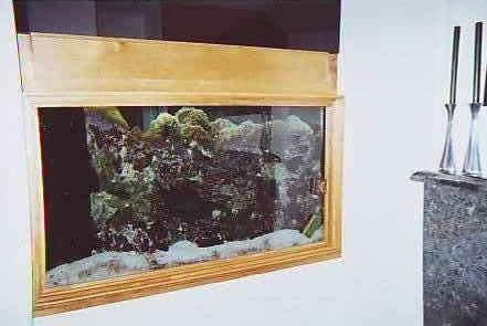 Fish Tank