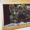 Fish Tank 2