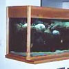Fish Tank 3