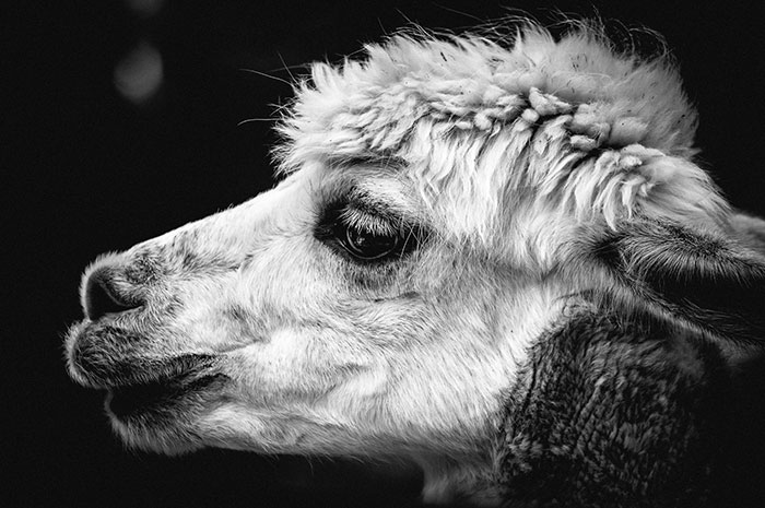 Black and White Photo of a Llama